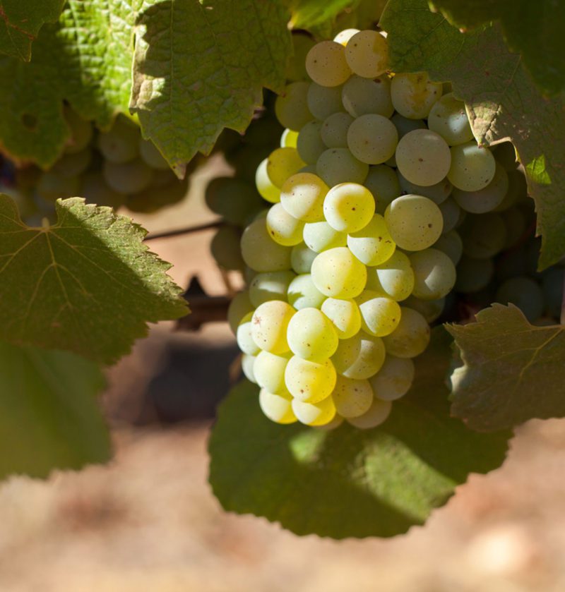 Chardonnay grapes