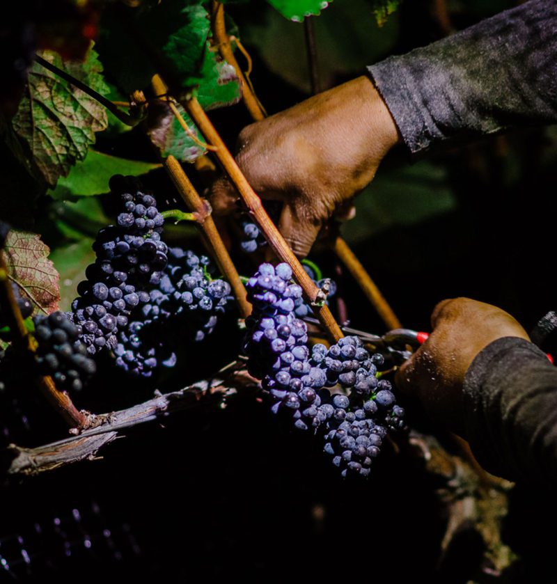 Cushing's Block night harvest for Pinot Noir