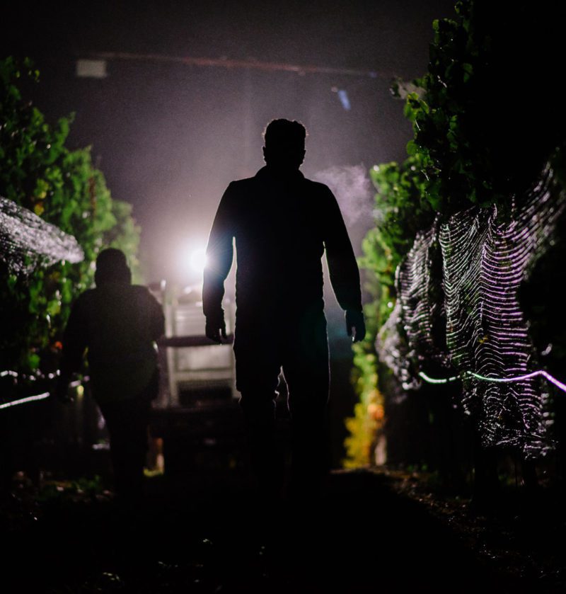 Cushing's Block night harvest