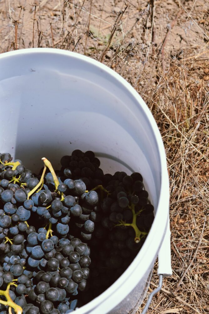 Syrah fruit in a bucket for sampling before harvest