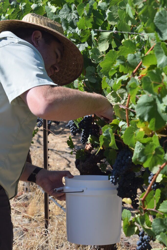 David is cutting grape clusters off the vine to test at the winery. This is called sampling and tells a winemaker how close a grape crop is to harvest time.