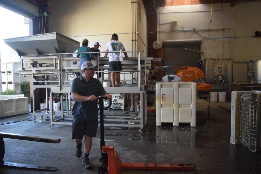 David is moving bins around during a day of harvest. Behind him are harvest interns sorting grapes.