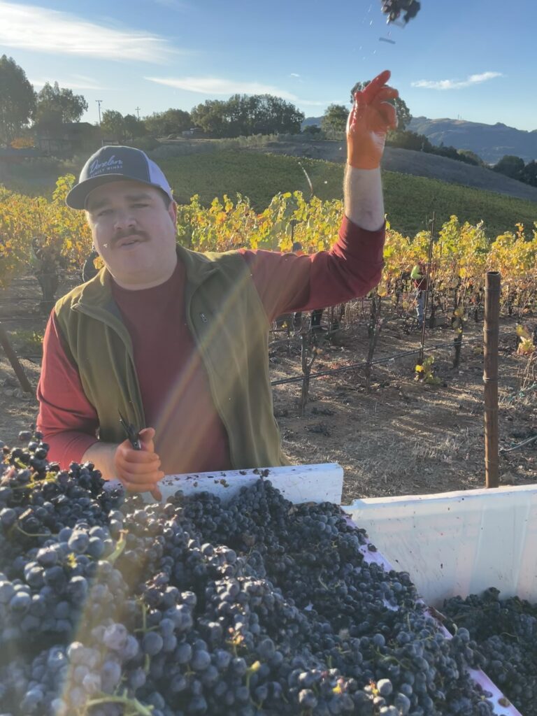 David tossing a damaged grape cluster out of a harvest bin.